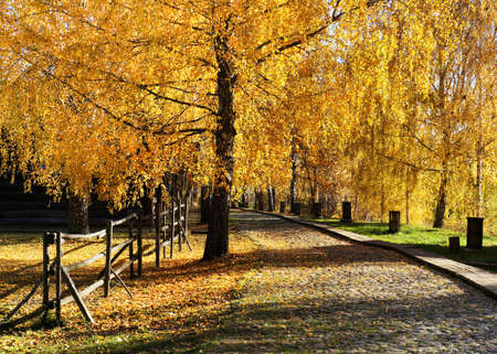 Beautiful nature landscape, golden trees Birch in sunny day in fall seasonの写真素材