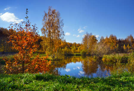 Beautiful nature landscape, golden trees in sunny day in fall seasonの写真素材