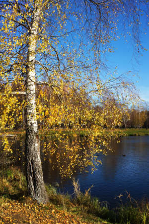 Beautiful nature landscape, golden trees Birch  in sunny day in fall seasonの写真素材