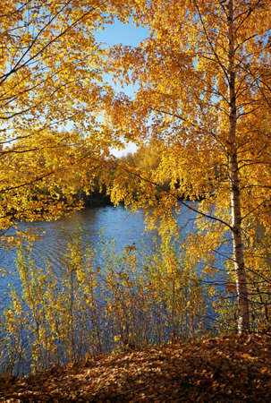 Beautiful nature landscape, golden trees Birch  in sunny day in fall seasonの写真素材