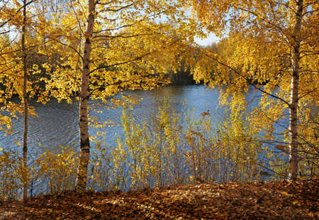 Beautiful nature landscape, golden trees Birch  in sunny day in fall seasonの写真素材