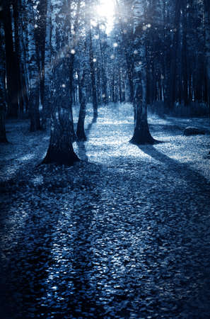 Night dark forest in fall season on a holiday  halloweenの写真素材