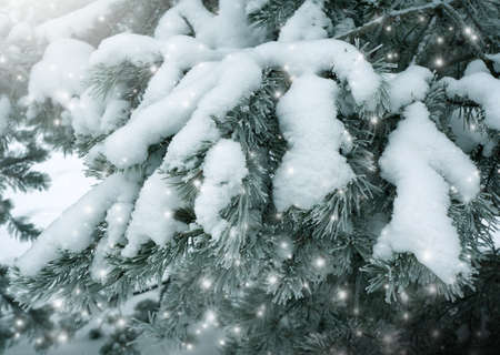 Winter nature, branches in snow and frostの写真素材