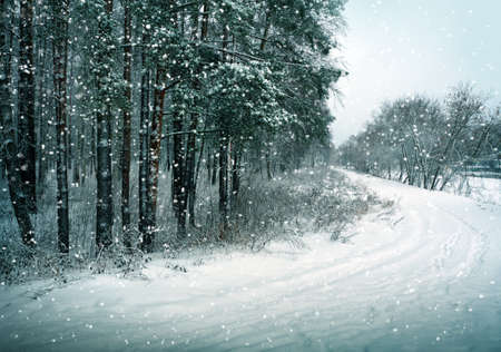 Winter nature, trees in forestの写真素材