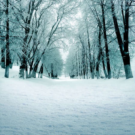 Winter nature, trees and alley in parkの写真素材