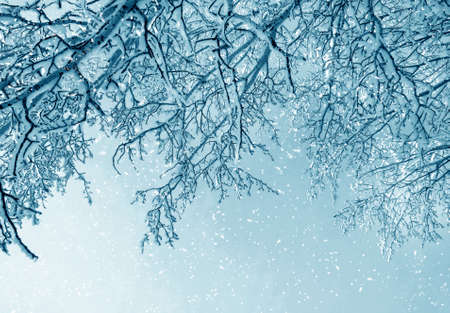 Winter nature, branches in snow and frostの写真素材