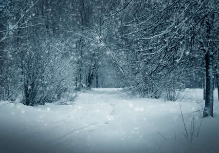Winter nature, snowy forest