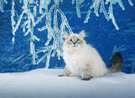 Siberian kitten on winter nature in snowy forestの写真素材