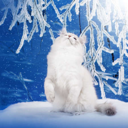 Siberian kitten on winter nature in snowy forestの写真素材