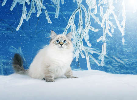 Siberian kitten on winter nature in snowy forestの写真素材