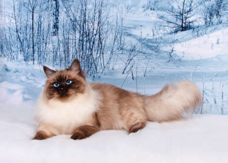Siberian cat on winter nature in snowの写真素材