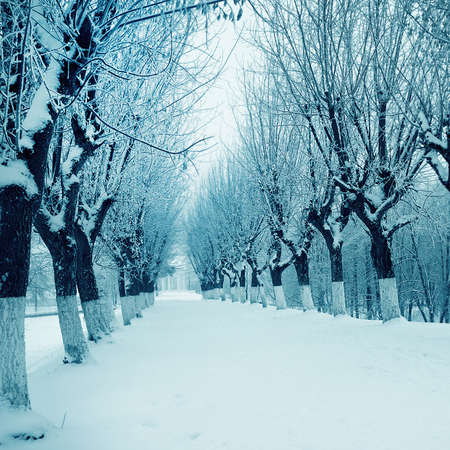 Winter Landscape, snowy trees in parkの写真素材