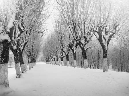 Winter nature, snow and snowy trees  in city parkの写真素材