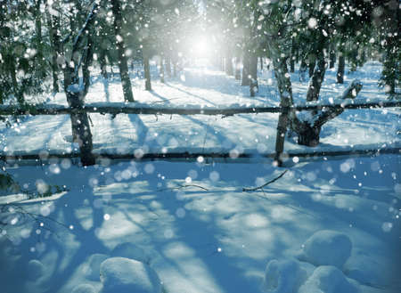 Winter nature, landscape with  snowdrifts and snowy trees  in forestの写真素材