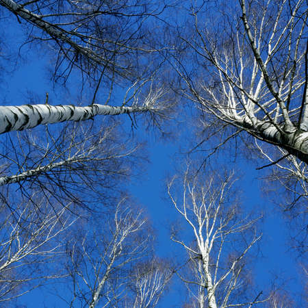 Winter nature, blue sky and snowy trees  in forestの写真素材