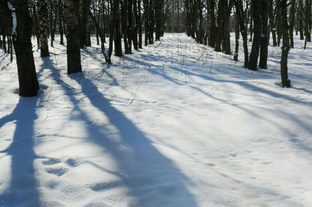 Winter nature, snow and  trees  in forest