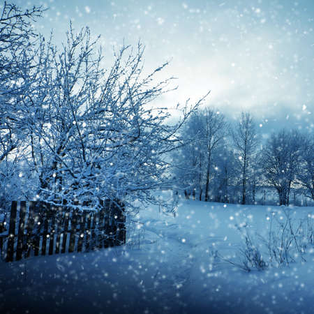 Winter nature, snow and snowy treesの写真素材