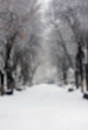 Winter blurred nature, alley in park in soft focusの写真素材