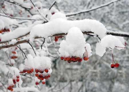 Winter nature, red berries in snow