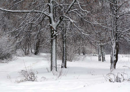 Winter nature, snowy forest landscape