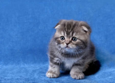  Small scottish fold kitten on  a blue background の写真素材