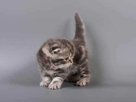  Small scottish fold kitten on  a grey background の写真素材