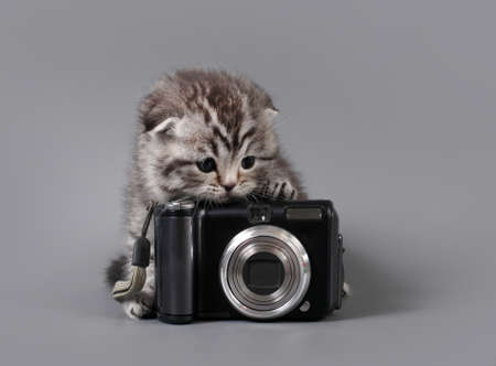 Small scottish fold kitten with camera on  a grey backgroundの写真素材