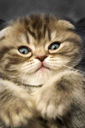 Small scottish fold kitten on  a background の写真素材