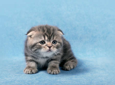  Small scottish fold kitten on  a blue background の写真素材