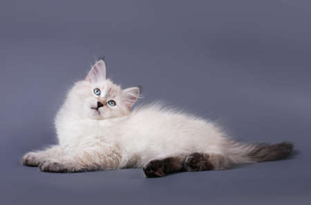 Small Siberian Neva Masquarade colorpoint kitten on grey backgroundの写真素材