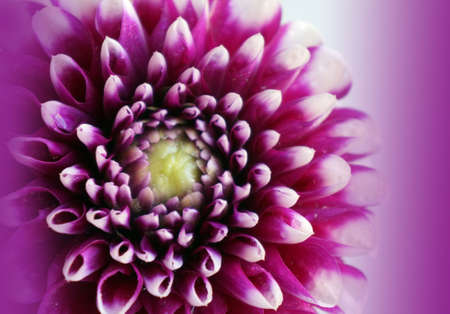 Beautiful flower  Dahlia close-up, for decoration indoor, pictures and postcardsの写真素材