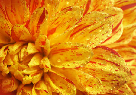 Beautiful flower  Dahlia , for decoration indoor, pictures and postcardsの写真素材
