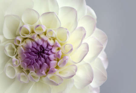 Beautiful flower  Dahlia for decoration indoor, pictures and postcards