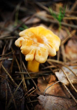 Food  ingredient -   chanterelle mushrooms  in summer forestの写真素材