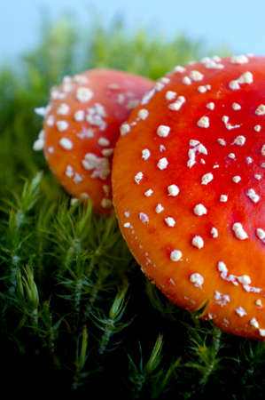 Food  ingredient -  mushrooms Fly agaric  in summer forestの写真素材