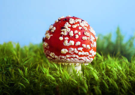Food  ingredient -  mushrooms Fly agaric  in summer forest