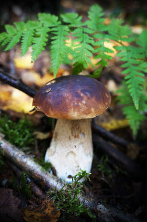 Food  ingredient -  mushrooms ceps  in summer forestの写真素材