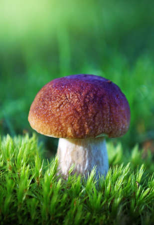 Food  ingredient -  mushrooms ceps  in summer forestの写真素材