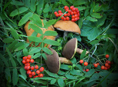 Food  ingredient -  mushrooms in summer forestの写真素材