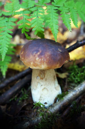 Food  ingredient -  mushrooms ceps  in summer forestの写真素材