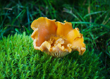 Food  ingredient -   chanterelle mushrooms  in summer forestの写真素材