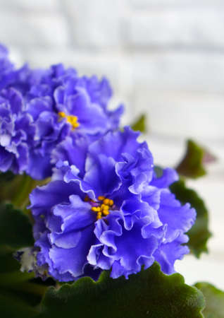 Beautiful flower Saintpaulia (African violet ) on a white background brick