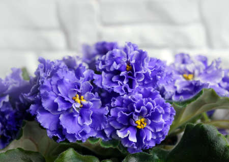 Beautiful flower Saintpaulia (African violet ) on a white background brickの写真素材