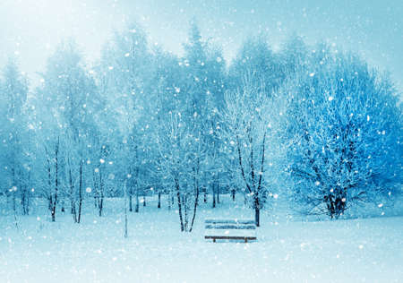Winter nature, snow and snowy trees  in park and lonely Benchの写真素材
