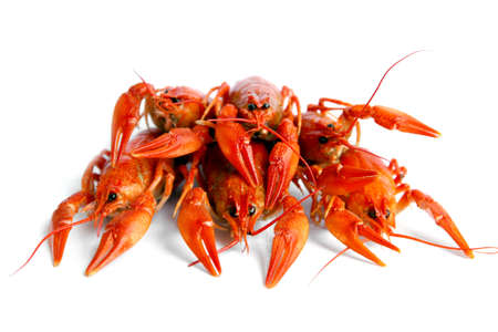 Boiled crawfish, traditional locale russian food isolated on white backgrounの写真素材