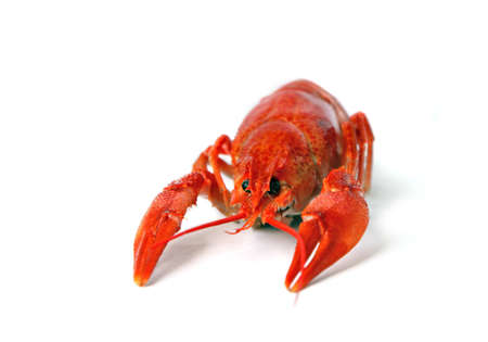 Boiled crawfish, traditional locale russian food isolated on white backgrounの写真素材