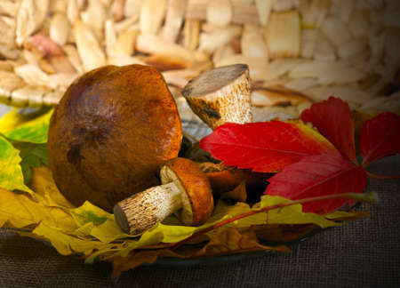 Autumn season, forest mushrooms  in a basketの写真素材