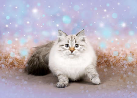 Christmas cat in a xmas magic decorの写真素材