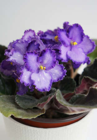 Beautiful flower Saintpaulia (African violet ) close upの写真素材