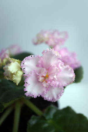Beautiful flower Saintpaulia (African violet ) close upの写真素材